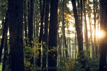 Chcesz poprawić czystość powietrza w swojej okolicy? Chroń lasy.